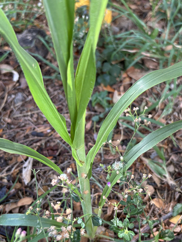 Sorghum bicolor observed 2026-10-22