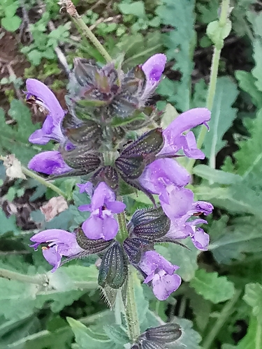 Verbenaceae observed 2026-10-22