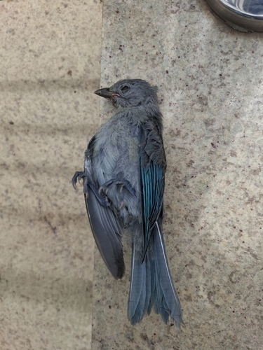 Sayaca Tanager