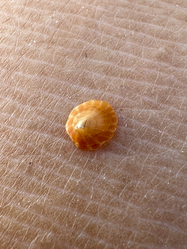 Williamia radiata observed 2026-10-20