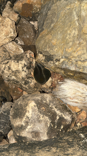 Codium bursa observed 2026-10-22