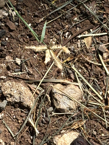 Dactyloctenium aegyptium observed 2026-10-22