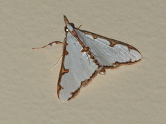 Cirrhochrista aetherialis