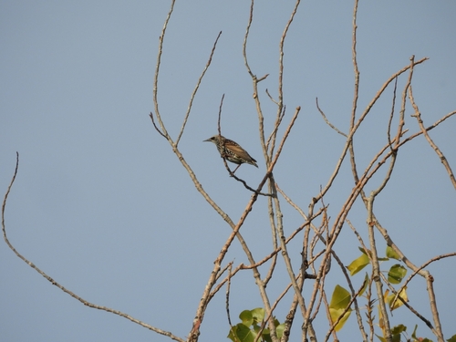 European Starling