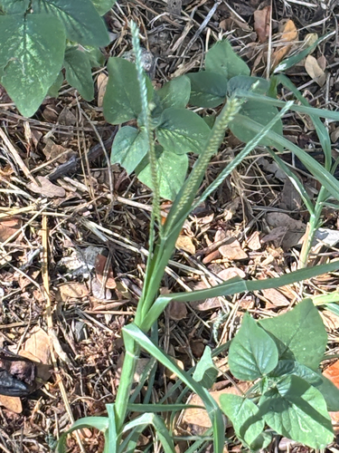 Eleusine indica observed 2026-10-22