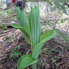 Veratrum viride eschscholtzianum