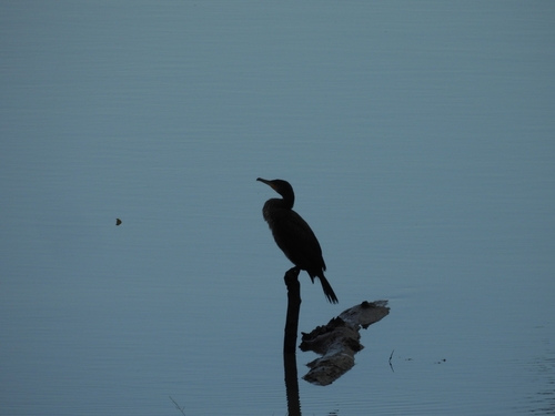 Great Cormorant
