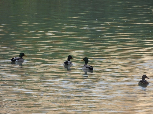 Mallard