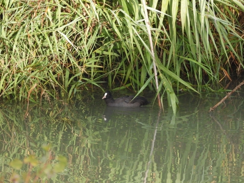 Common Coot