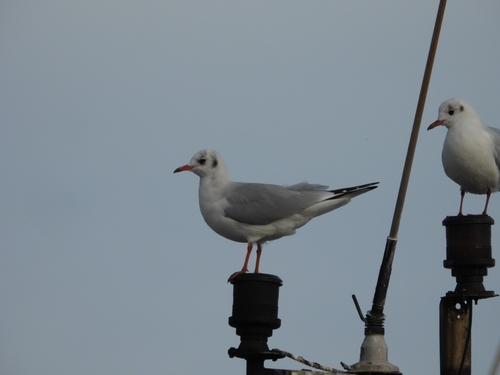 Black-headed Gull