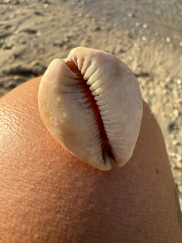 Cypraea sulcidentata observed 2026-10-20