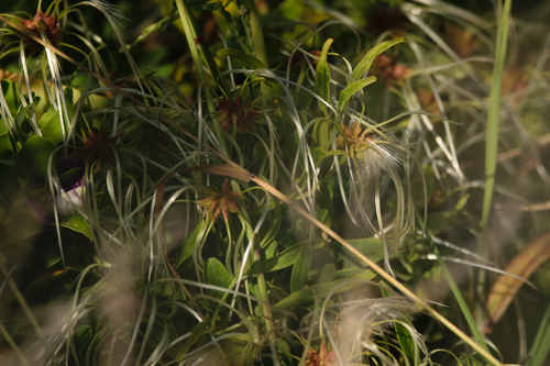 Clematis microphylla observed 2026-10-22