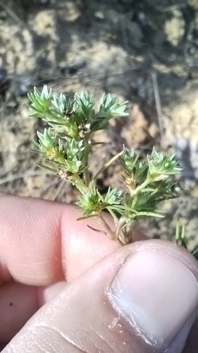 Scleranthus observed 2026-10-22