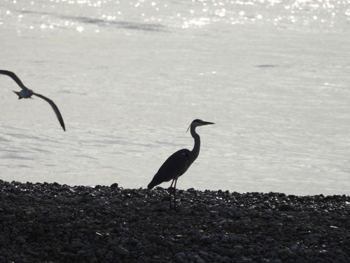 Grey Heron
