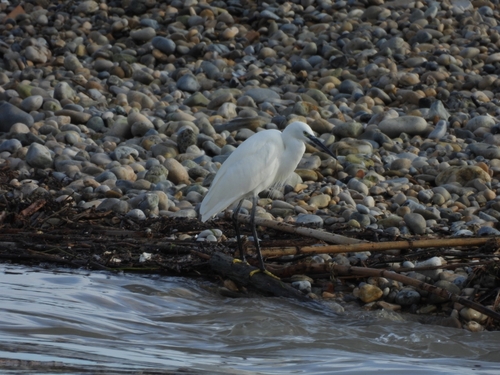 Little Egret