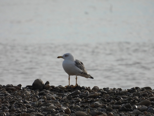 Yellow-legged Gull