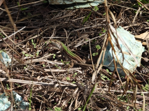 Italian Wall Lizard