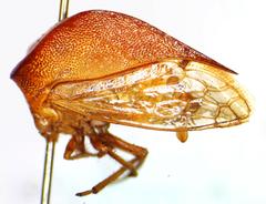 Vestistilus testacea