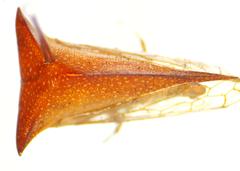 Vestistilus testacea