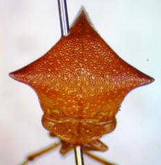 Vestistilus testacea