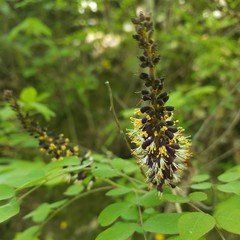 Amorpha glabra