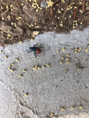 Euthyrhynchus floridanus