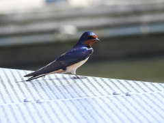 Hirundo rustica