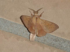 Entometa apicalis