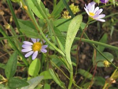 Astranthium ciliatum