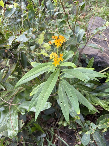 Asclepias curassavica, 2026-10-21