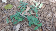 Euphorbia ipecacuanhae