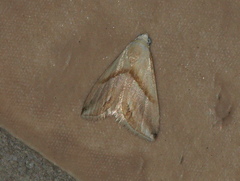 Eublemma rivula