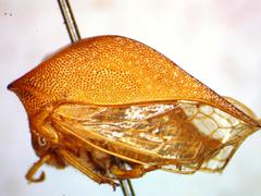 Vestistilus testacea