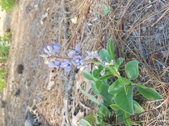 Lupinus diffusus