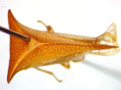 Vestistilus testacea