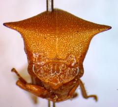 Vestistilus testacea