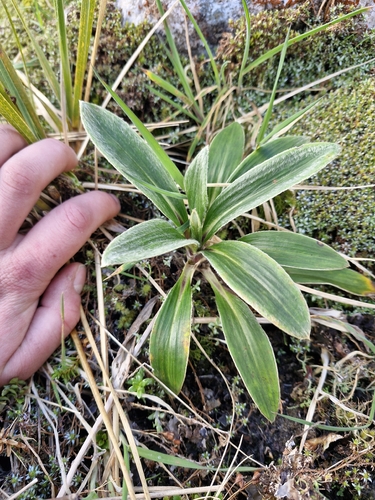 Celmisia petiolata observed 2026-09-23