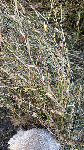 Arthraxon hispidus observed 2026-10-22