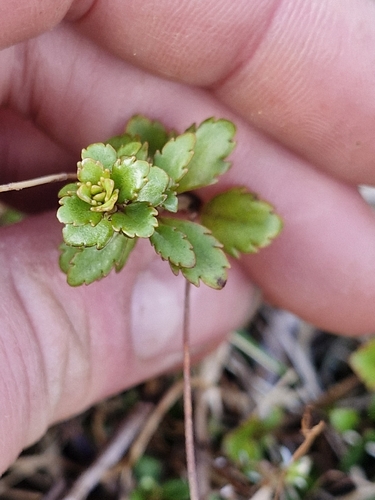 Veronica lyallii observed 2026-09-23