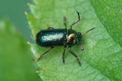 Smaragdina hypocrita