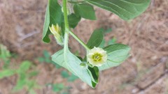 Physalis lanceolata