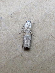 Acrobasis palliolella
