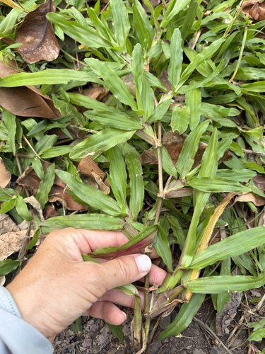 Axonopus compressus observed 2026-10-21