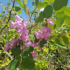 Robinia hispida