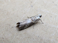 Acrobasis palliolella