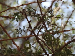 Image of Acacia tortilis