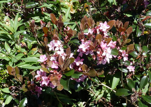 Rhaphiolepis indica observed 2026-10-19