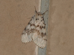 Lymantria antennata