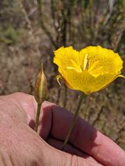 Calochortus weedii weedii