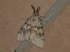 Lymantria antennata
